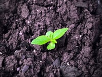 Nominations open for Cornwall Sustainability Awards