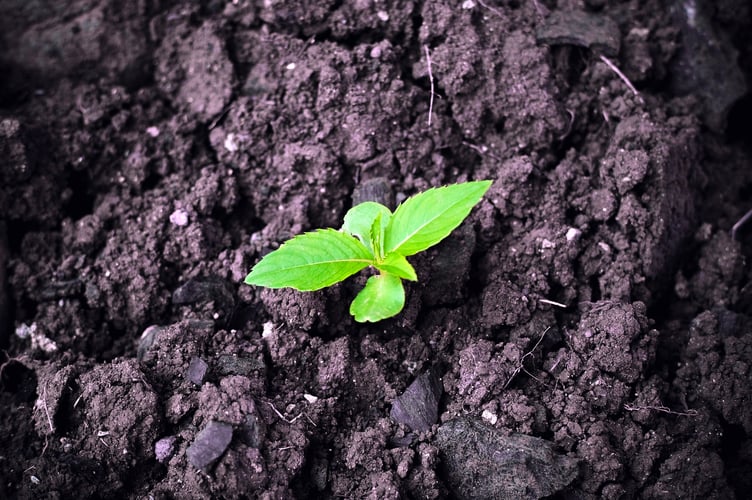plant