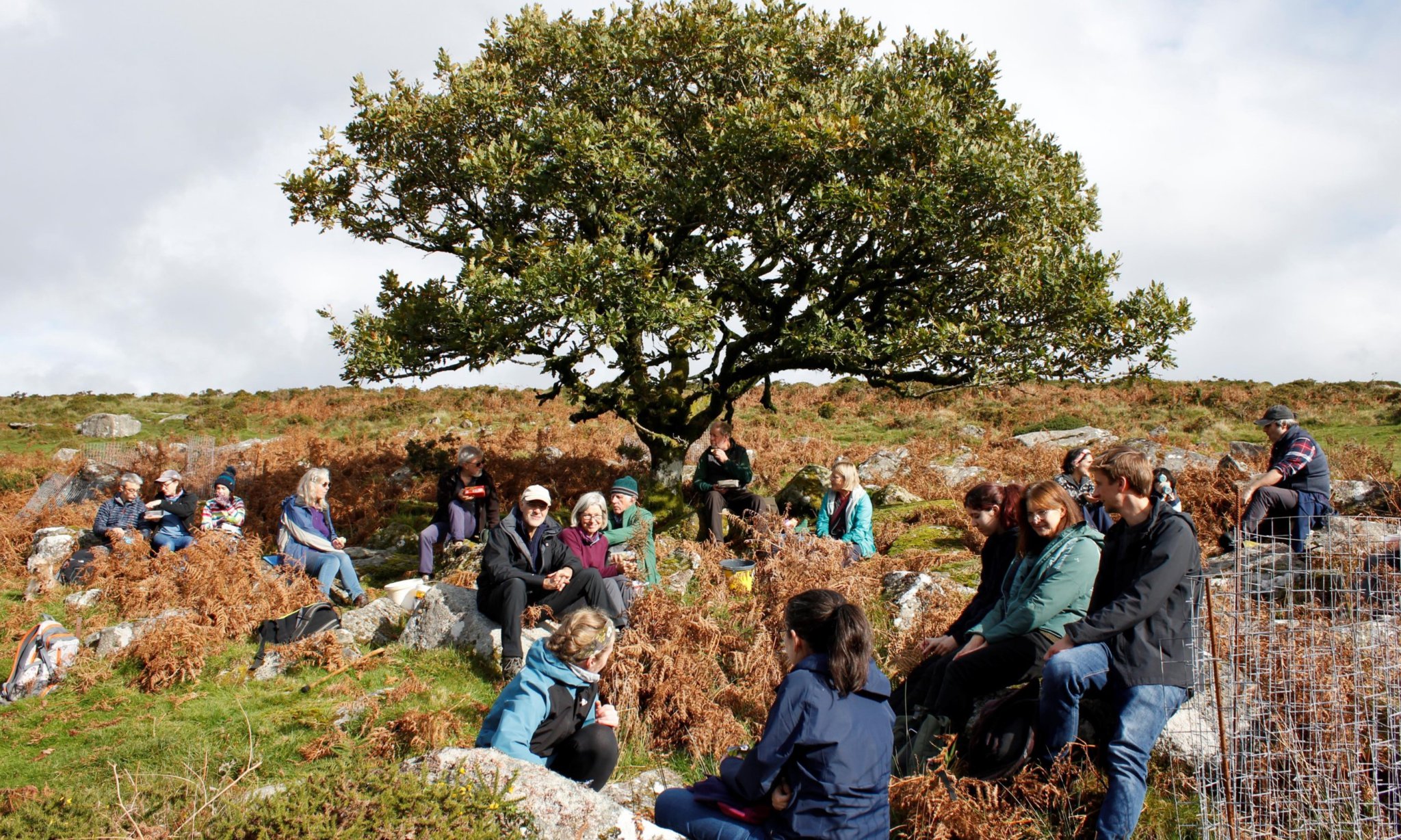 Acorns gathered to grow mighty oaks on Dartmoor