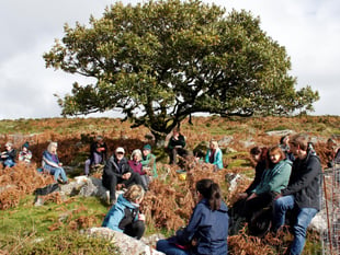 Acorns gathered to grow mighty oaks on Dartmoor