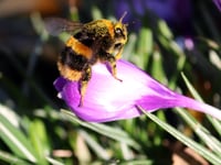 Talk about life of bees