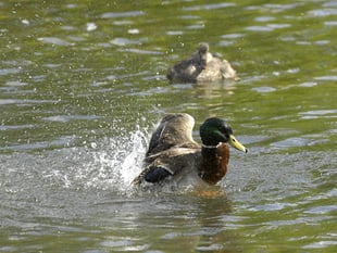 More than 100 water pollution incidents in West Devon since 2018