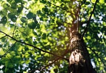 10,000 trees being planted in Devon with help of new tree funding