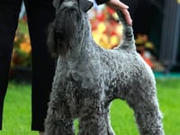 Ozzie wins Top Dog