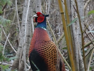 Letter: Pheasants are not the enemy