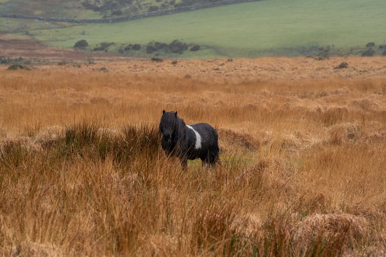 Dartmoor Pony captured on Dartmoor, Devon on March 15th 2024 as over 95,000 people sign a petiton to secure the future of the hill ponies who face possible extinction. Release date â March 15, 2024. A petition has been launched to save the famous Dartmoor ponies - which campaigners claim are at risk of ''extinction''. Nearly 100,000 signatures are calling on the government to halt the decline in the number of ponies that have freely roamed for centuries. Figures show 20 years ago there were 7,000 Dartmoor Hill ponies roaming free on Dartmoor in Devon - today there are only 1,000. Natural England has introduced new rules on the moorland - which mean farmers will now have to pay for grazing the ponies on common land. But a petition launched by Joceline Hibbs is urging people to save the Dartmoor hill ponies from ''extinction''.
