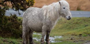 Campaign launched to save Dartmoor ponies "from extinction"