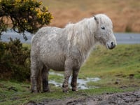 Campaign launched to save Dartmoor ponies "from extinction"