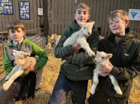 Yelverton farm's public lambing week