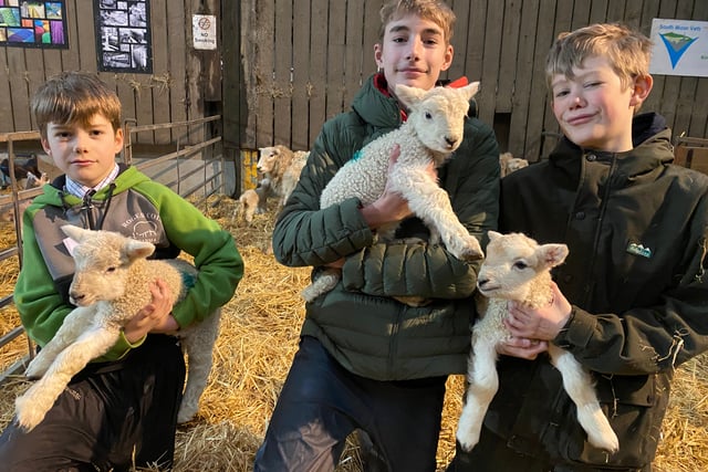 Yelverton farm's public lambing week
