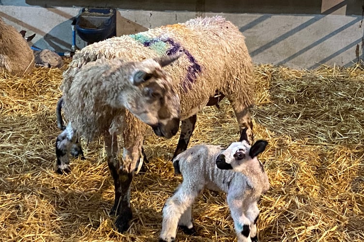 Greenwell Farm lambing