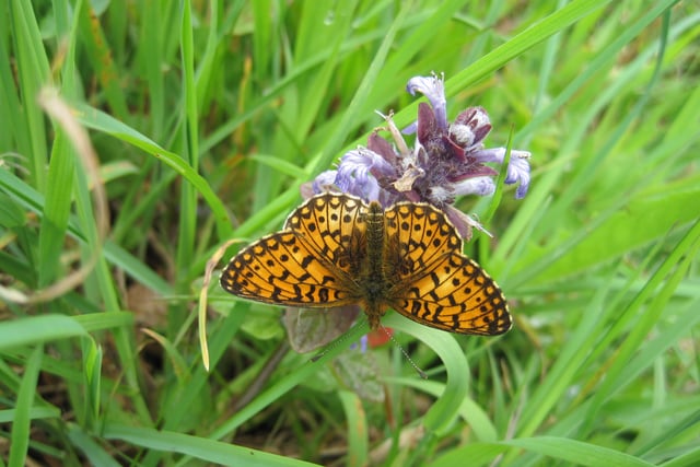 Devon’s rare butterflies in decline