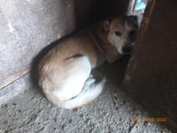 Smallholder admits ill-treating more than 200 dogs