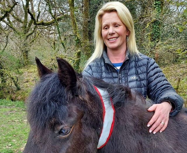 Dartmoor livestock to get life-saving collars
