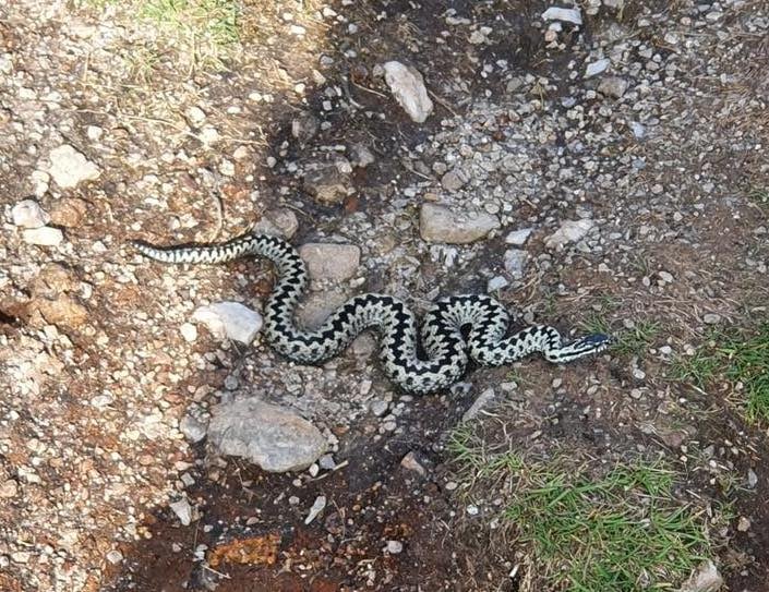 A local vet issued a warning after spotting this adder out on the path at Kit Hill. Photo: Calweton Vets