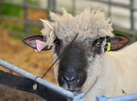 Gearing up for Devon's big days out