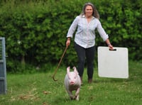 Gates open for first day of Devon County Show