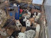 Woman jailed over ill-treatment of dogs