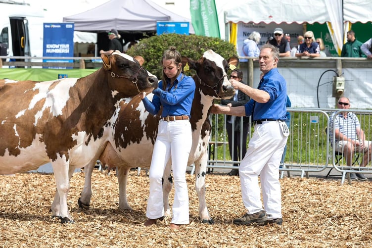 Marshall Family cow
