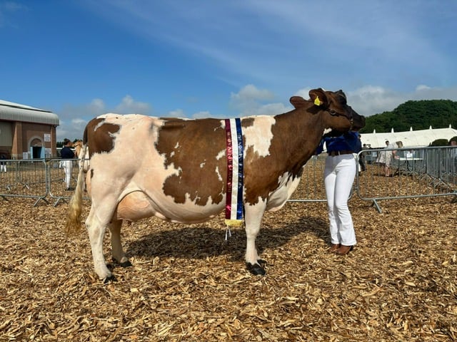 Marshall family cow