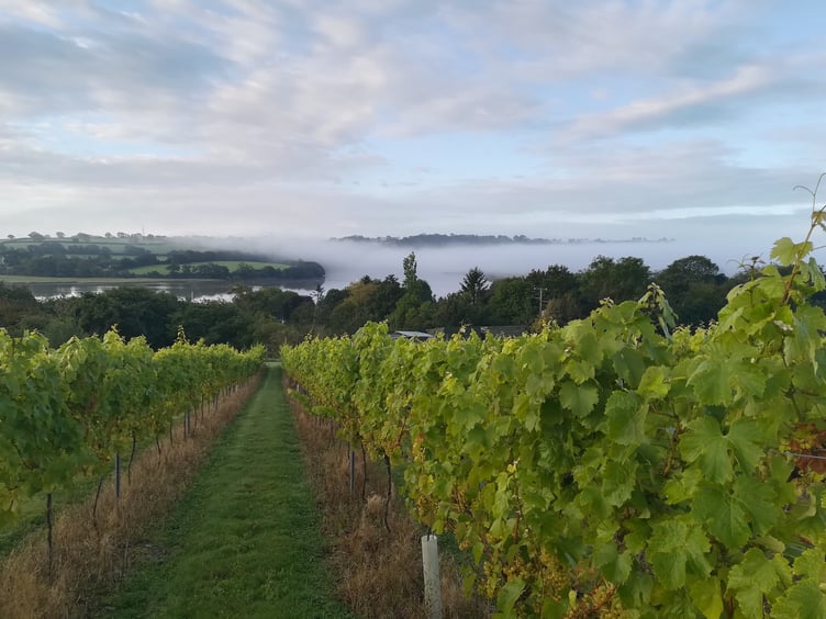 The vineyard