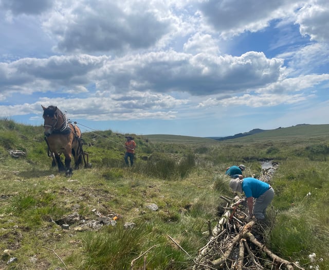 Heavy horses replace vehicles on moor