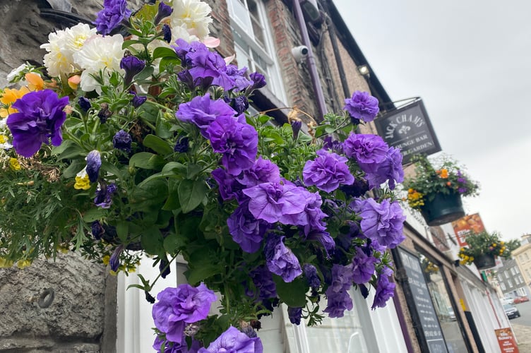 Pretty in purple on Tavistock high street.