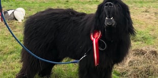 Dartmoor Pony and Dog Show heralds autumn
