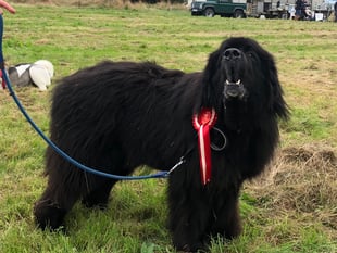 Dartmoor Pony and Dog Show heralds autumn