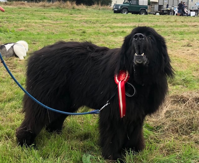 Dartmoor Pony and Dog Show heralds autumn