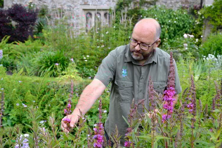 HEAD gardener Dave Bouch leads a team of five staff and 30 volunteers at Cotehele in the Tamar Valley