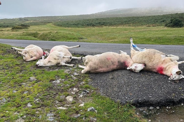 Four ewes were hit and left to die by the side of the road at Pork Hill car park near Tavistock at the end of August.