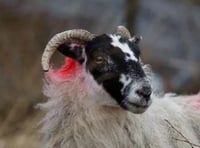 Police urge vigilance as sheep stolen on moor