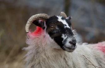 A Scotch blackface sheep – a number were stolen from a spot near Merrivale on Dartmoor