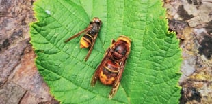 Harmful hornet alert