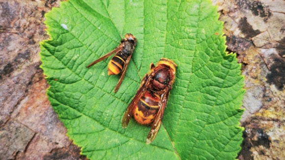 Harmful hornet alert