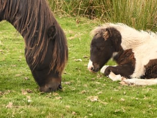 Call for wildlife wardens to help nature