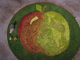 Picture-perfect apples for Cotehele's weekend apple extravaganza