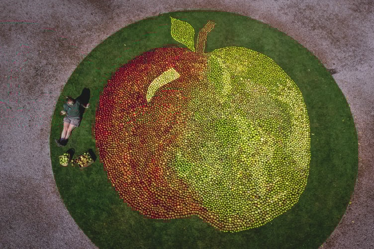 Apple mosaic at Cotehele; a real work of apple art ready to welcome visitors this weekend.