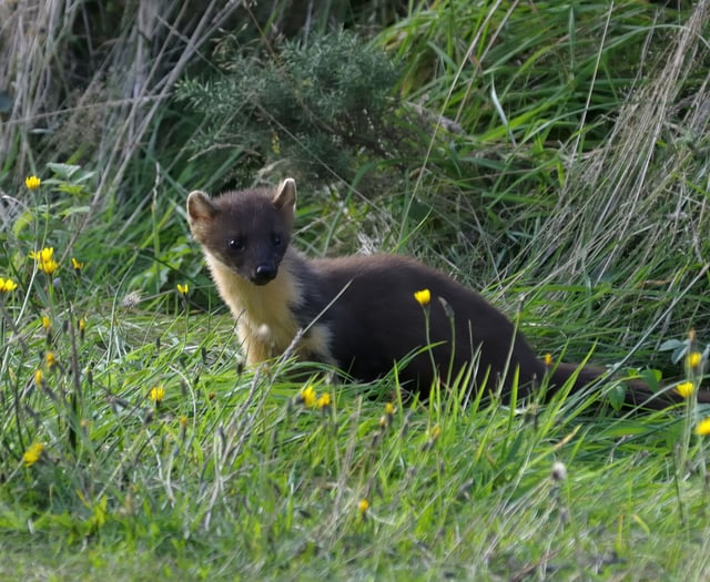 First pine martens reintroduced on Dartmoor 