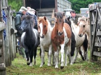 The mane event for Dartmoor's ponies