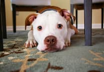 Fireworks fright for over 20,000 pets in Okehampton