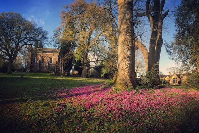 Cyclamen bring carpets of purple to herald spring
