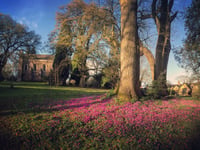 Cyclamen bring carpets of purple to herald spring