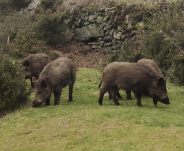 Dog attacked by boar, Dartmoor goer says 