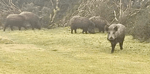 Park authority working 'closely with landowners' after boar sighting