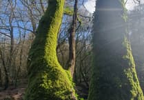 Alice Henderson | An Enchanting Temperate Rainforest: Part One