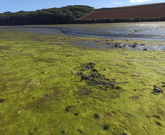 Nigel Mortimer | Spring around our estuaries – what will 2025 bring?