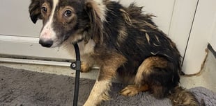Man jailed over 'appalling' neglect of dogs