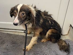 Man jailed over 'appalling' neglect of dogs
